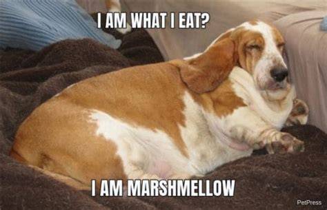 Fat Dog Memes Clean