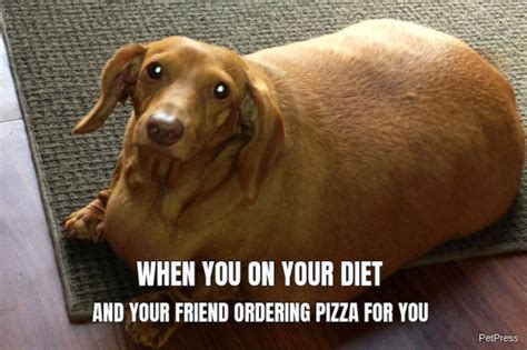 Fat Dog Pizza Meme