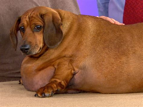 Fat Wiener Dog Meme