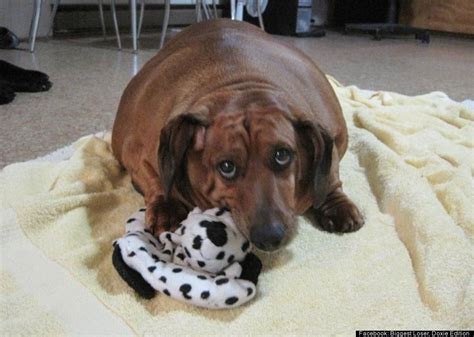 This superfat dachshund lost 75 percent of his body weight