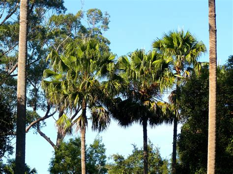 Fauna and Flora on Cabbage Key