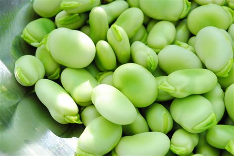 Fava Bean - Buncis Fava