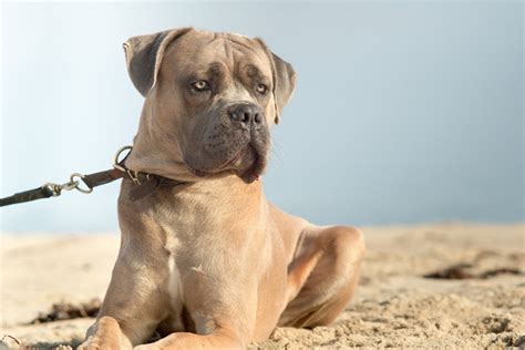 Formentino Cane Corso Cane Corso Italian Mastiff Pinterest Cane
