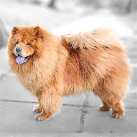 Chow ChowDogFemaleFawn3590219Petland Columbus, Ohio