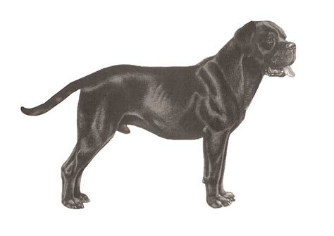 Chien De Cour Italien Standard de race FCI 343