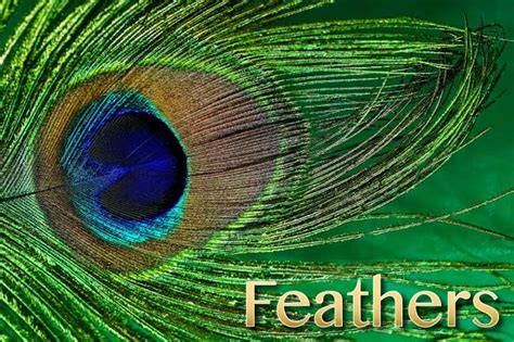 Feather Facts