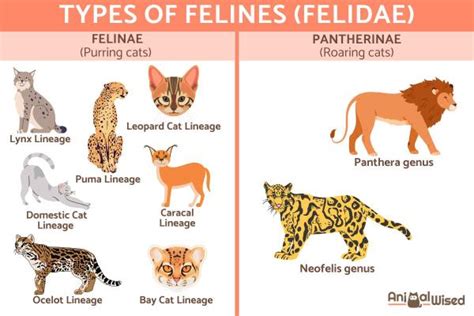 Feathered Felids