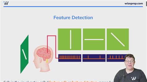 Understanding Feature Detection: Definition and Psychology Insights