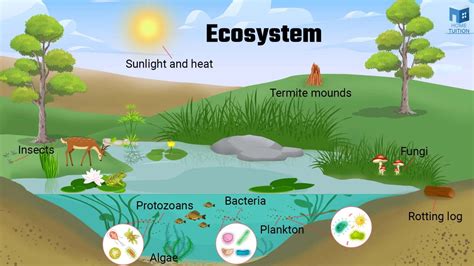 Features of the Fundz Ecosystem