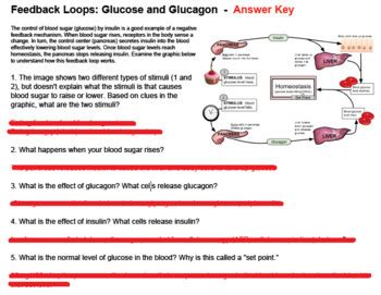 Feedback Loops Glucose And Glucagon Worksheet Answers