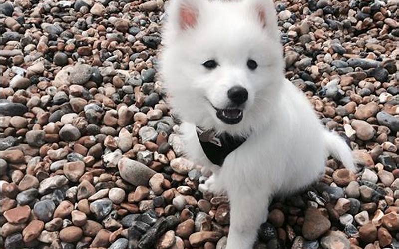 Feeding And Exercise Requirements For Samoyed Mix With Pomeranian