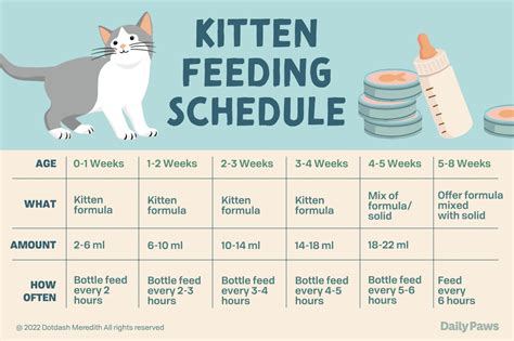 Feeding Chart For Kittens