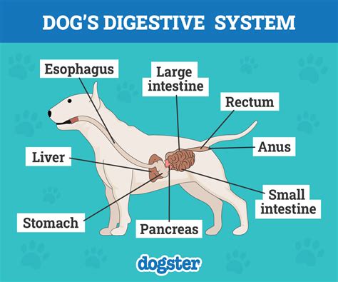 Feeding Dogs with Digestive Disorders: What to Know