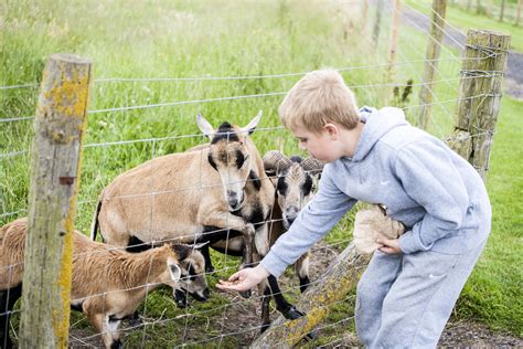 Feeding