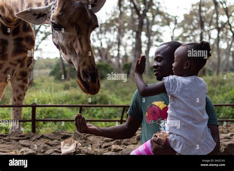 Feeding Giraffe