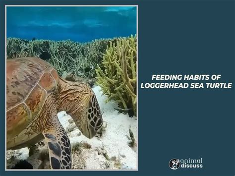 Feeding Habits of Turtles