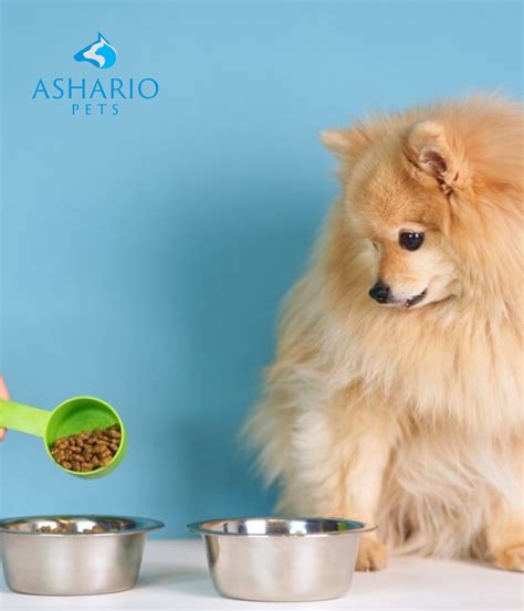 Feeding Puppies vs Adult Dogs: Key Differences