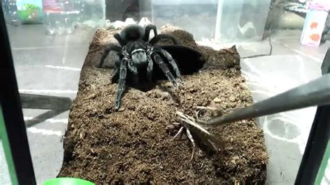 Feeding a Tarantula
