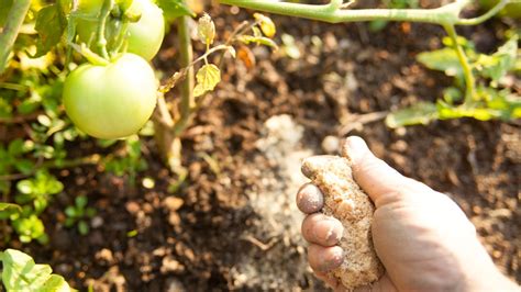 Feeding and Fertilizing