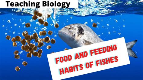 Feeding habits of fish