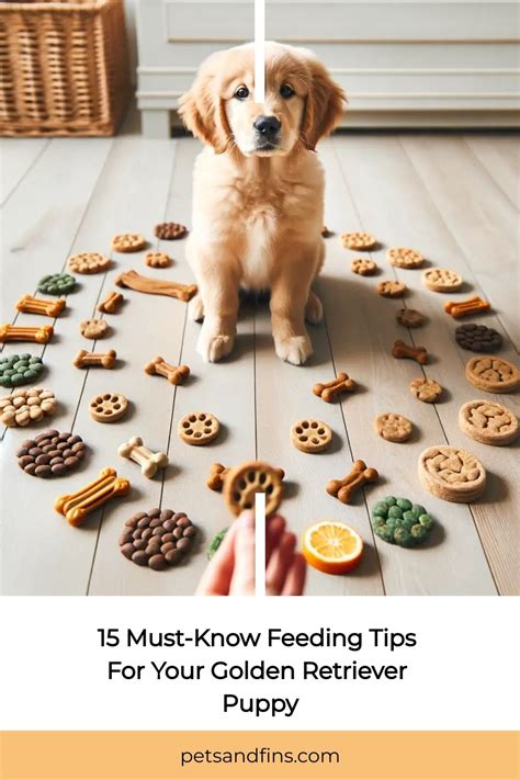 Feeding Tips for Your Retriever
