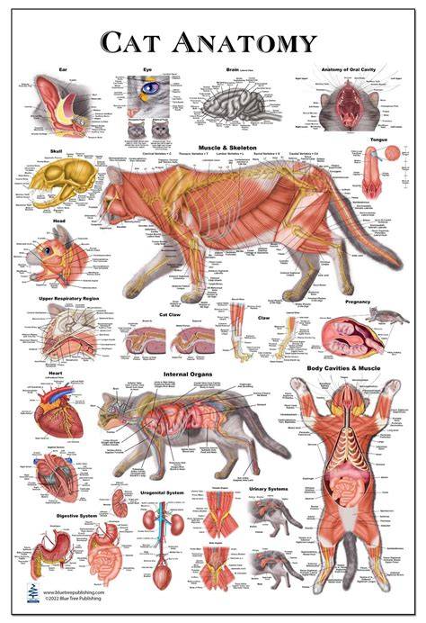 Feline Anatomy