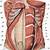 Female Abdominal Muscles Anatomy