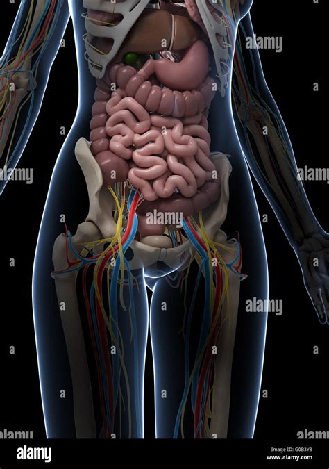 Internal Female Human Anatomy Female Human Body Diagram