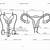 Female Anatomy Diagram Unlabeled