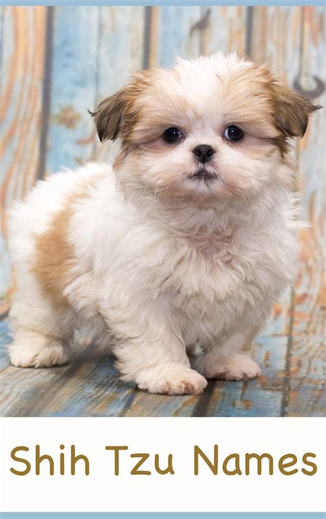 Female Cute Shih Tzu Puppy Names