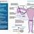 Female External Reproductive Organs