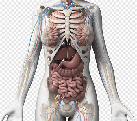 Human Female Internal Organs Anatomy 3D CGTrader