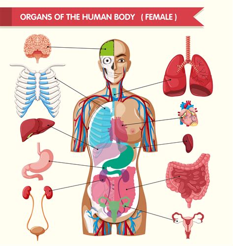 Internal Female Human Anatomy Illustration of female
