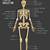 Female Human Skeleton Diagram