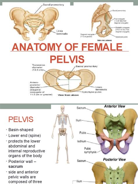 Human Female Pelvic CrossSection Anatomical Model