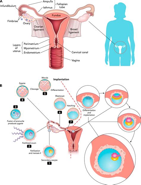 Female Reproductive System Photograph by Pixologicstudio