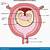 Female Reproductive Anatomy Pregnant