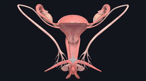 The Female Reproductive Organs & the Endocrine Glands that