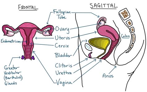 [39+] Uterus Labeled Side View