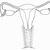 Female Reproductive System Unlabeled