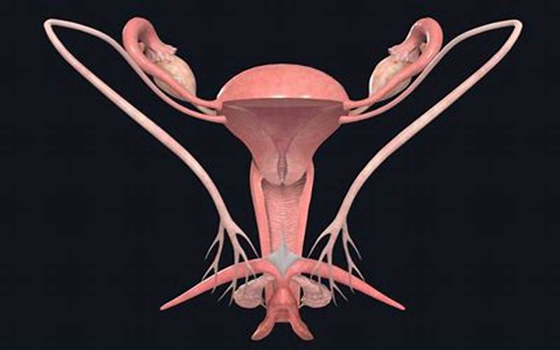 Female Sexual Anatomy
