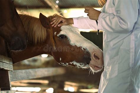 Managing a Female Animal in the Stable: Vital Tips for Proper Care