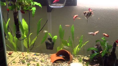 Female Betta In Community Tank