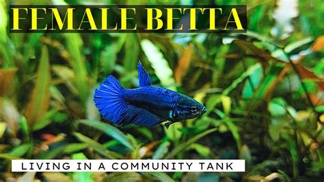 Female Betta Tank