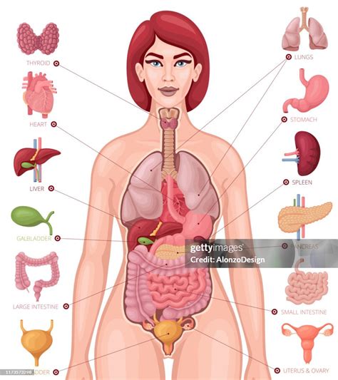 Female Body Organs Chart