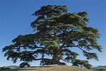 Female Cedar Trees