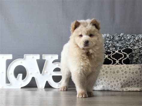 Chow Chow Puppies Sold 4 Years 4 Months, Cream Chow Chow Female
