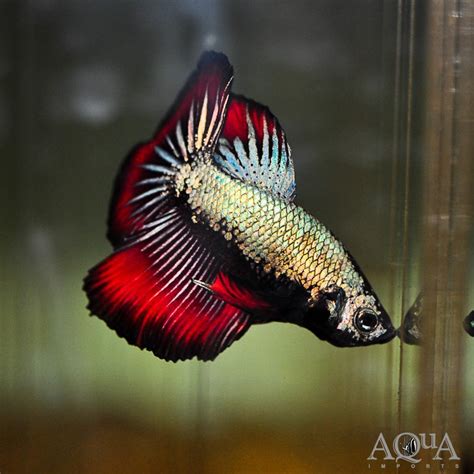 Female Dragon Scale Betta