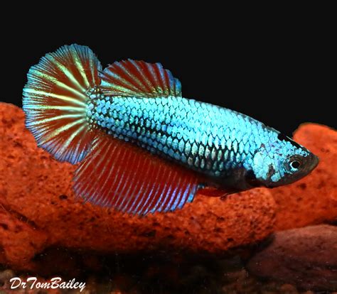 Female Halfmoon Betta Fish