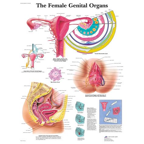 Female Organs Chart